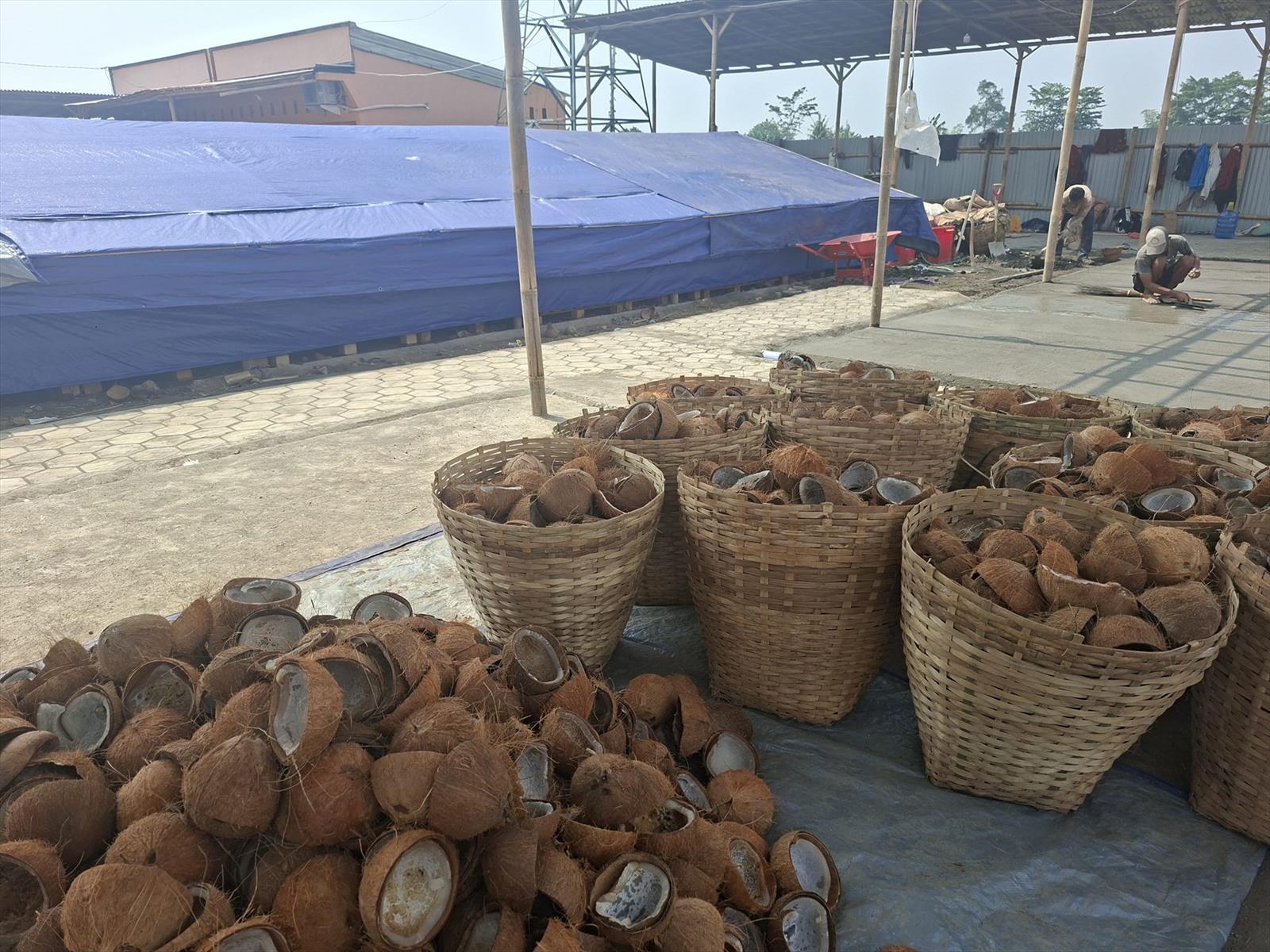 Tempurung kelapa yang dikumpulkan dalam keranjang