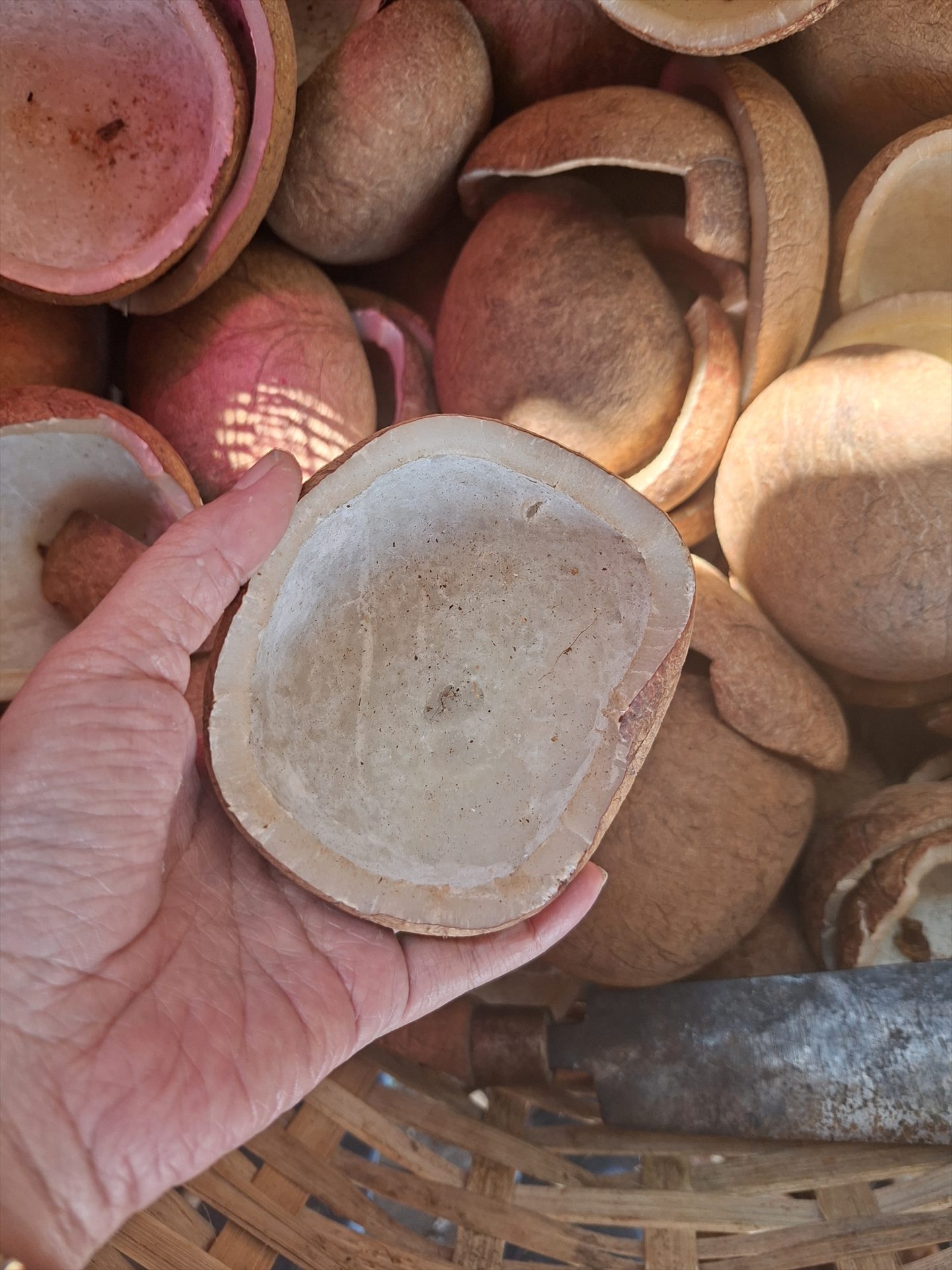 Sampel kopra putih yang telah dikeringkan