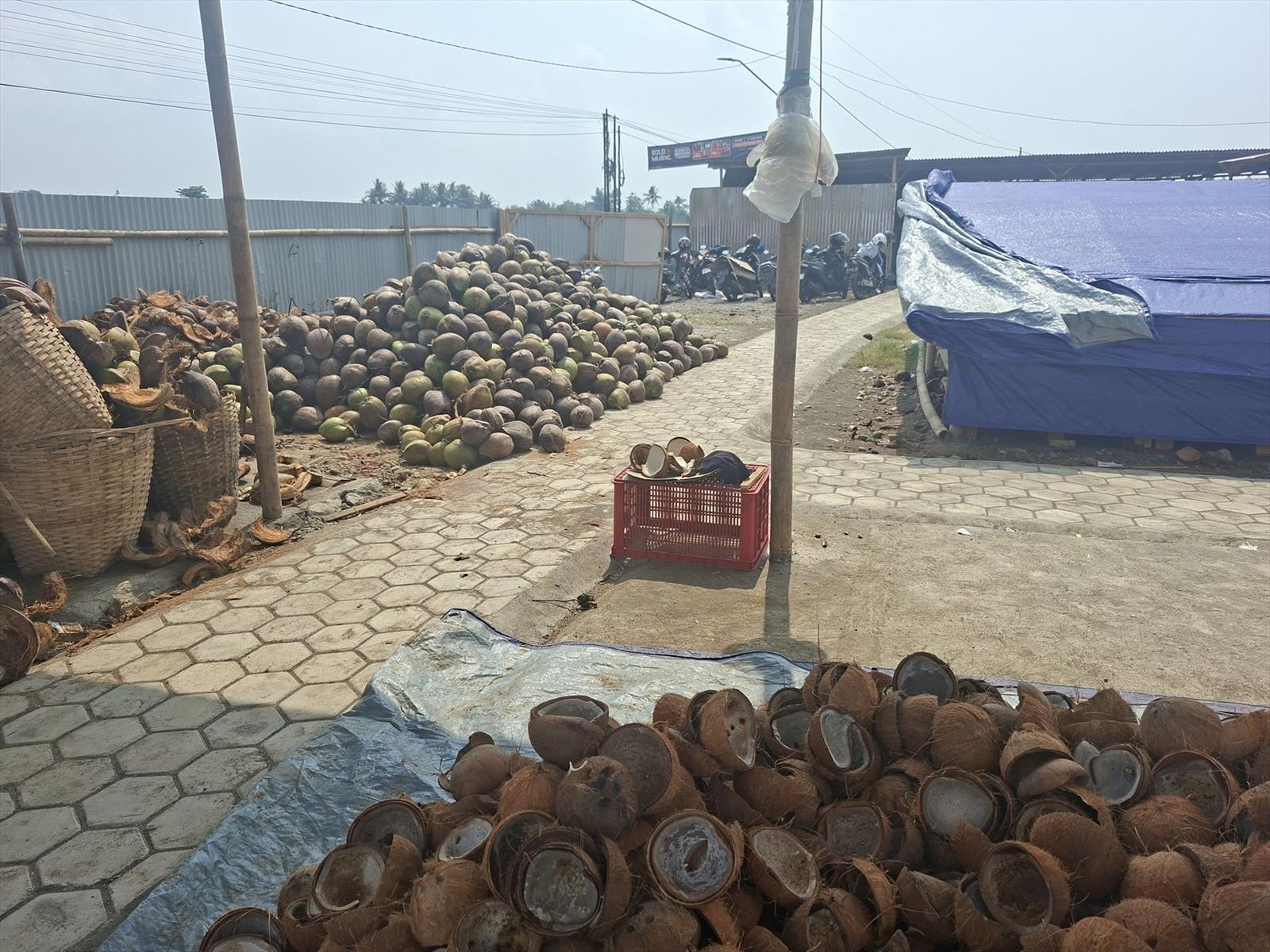 Tumpukan kelapa sebagai bahan baku produksi