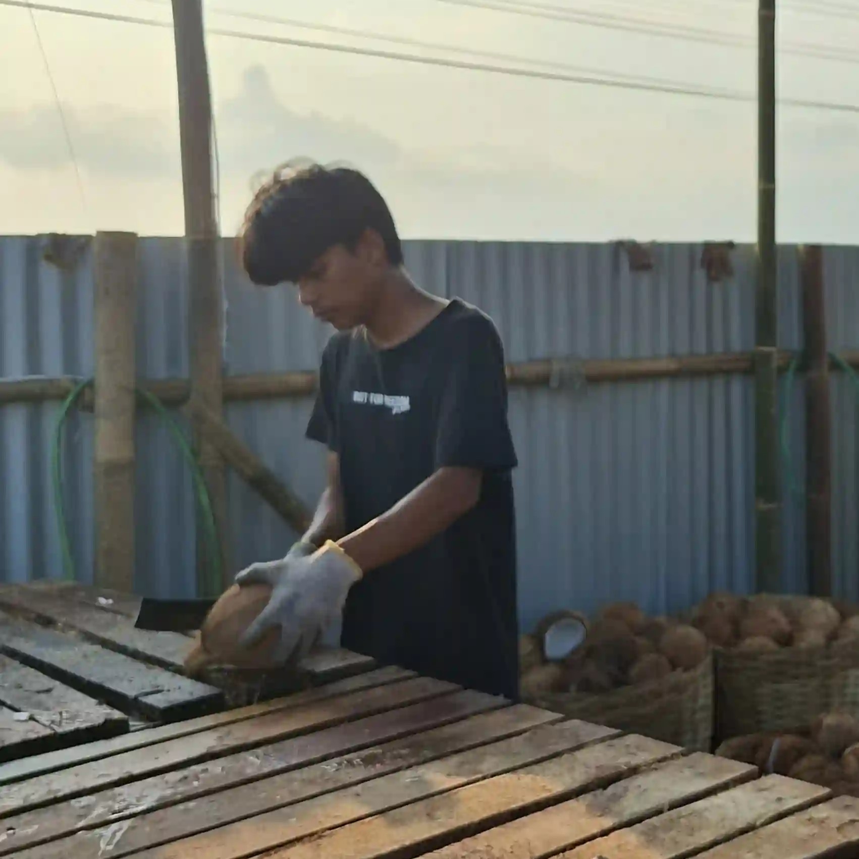 Proses belah kelapa untuk kopra putih
