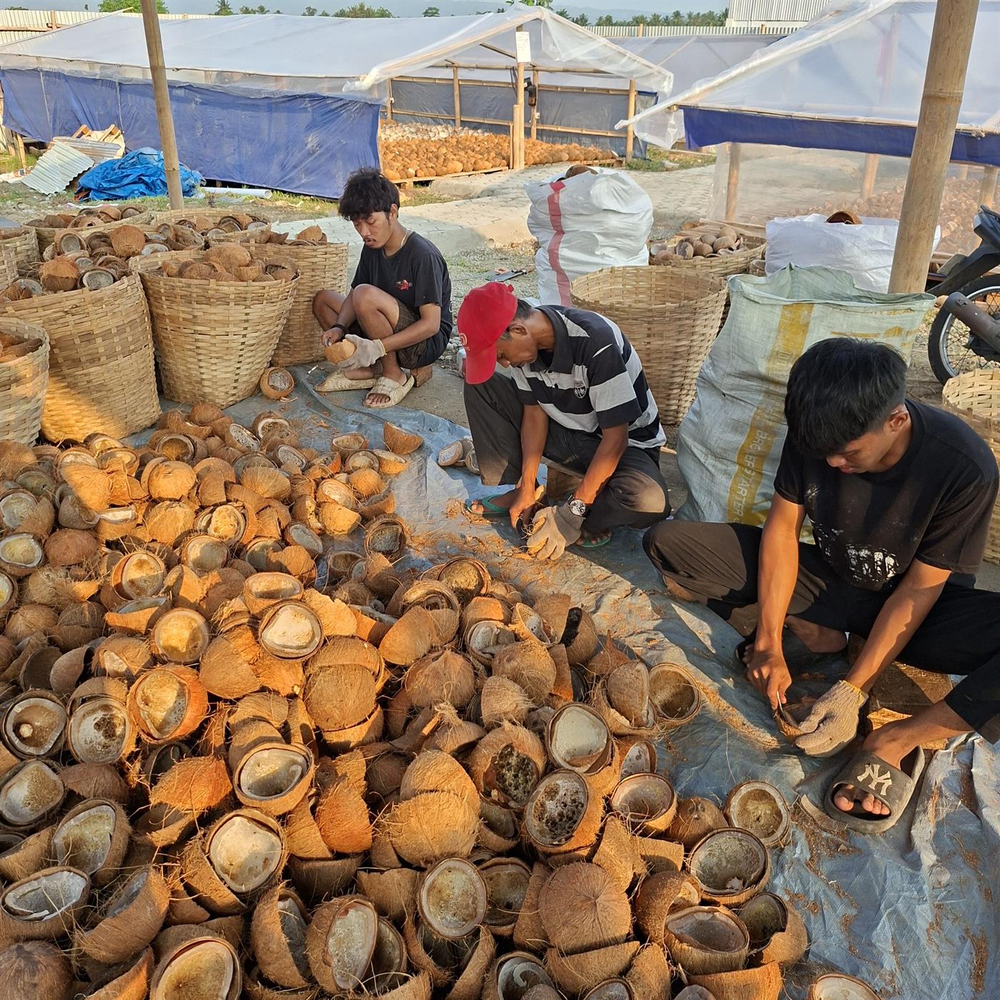 Proses cungkil kelapa