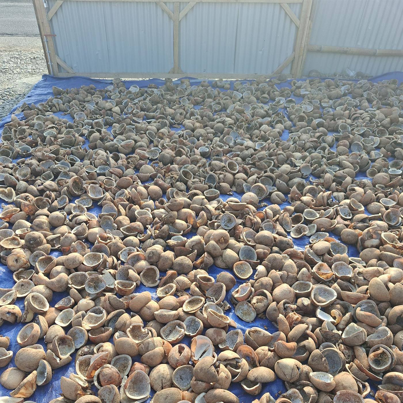 Penjemuran ulang kelapa