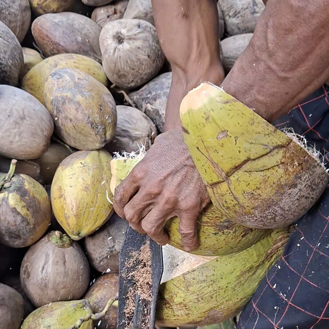 Proses kupas kelapa untuk kopra putih