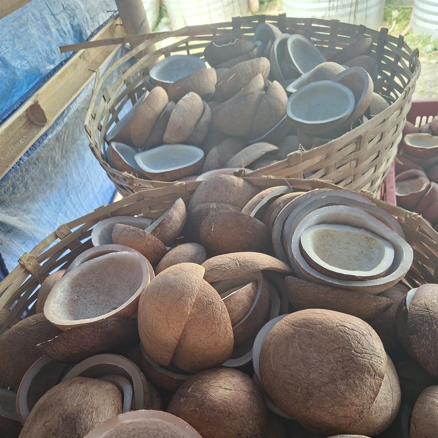 Proses sortir kelapa